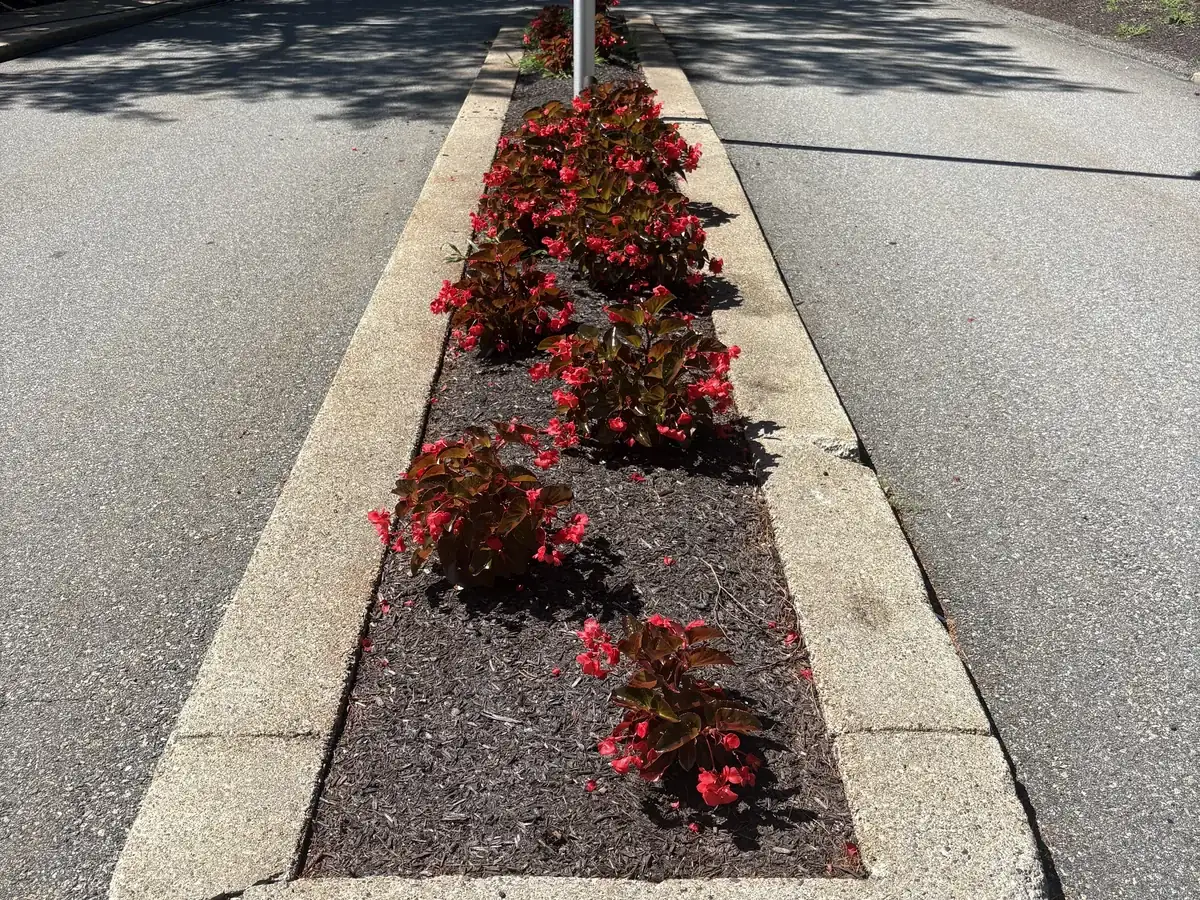 Parking lot median island in Walpole MA after pressure washing by Drake Power Washing