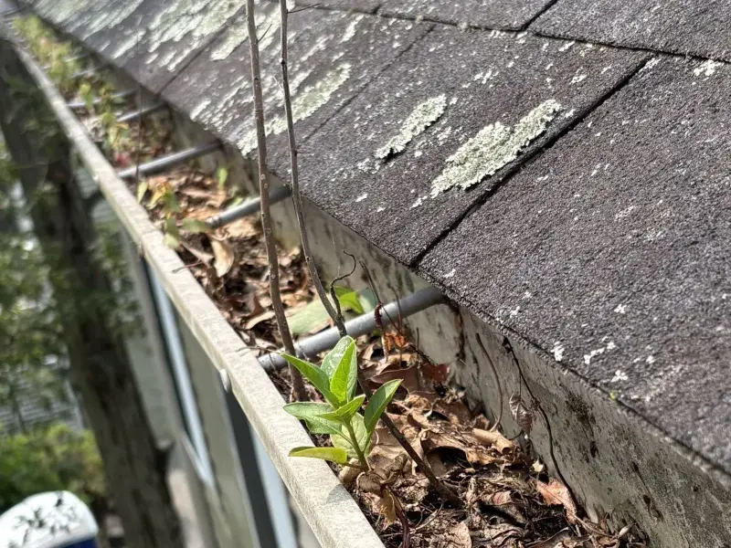 Gutter full of debris before professional cleaning