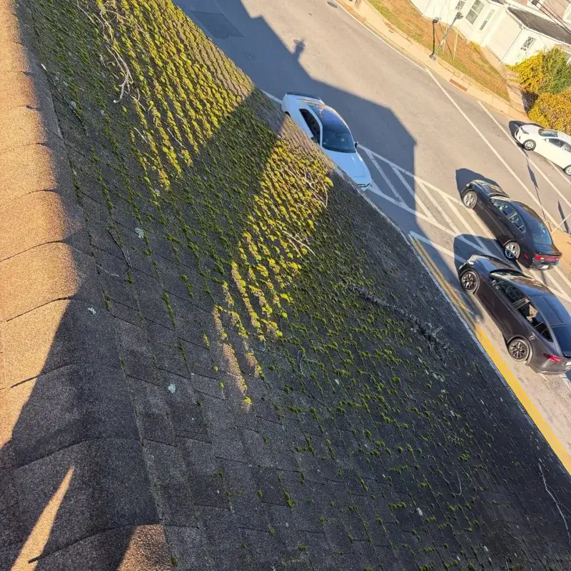 Asphalt roof shingles with heavy moss and algae growth
